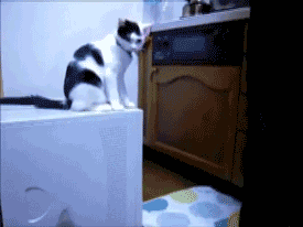 1 (7).gif