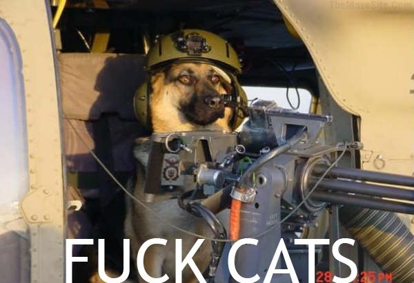 FuckCats.jpg