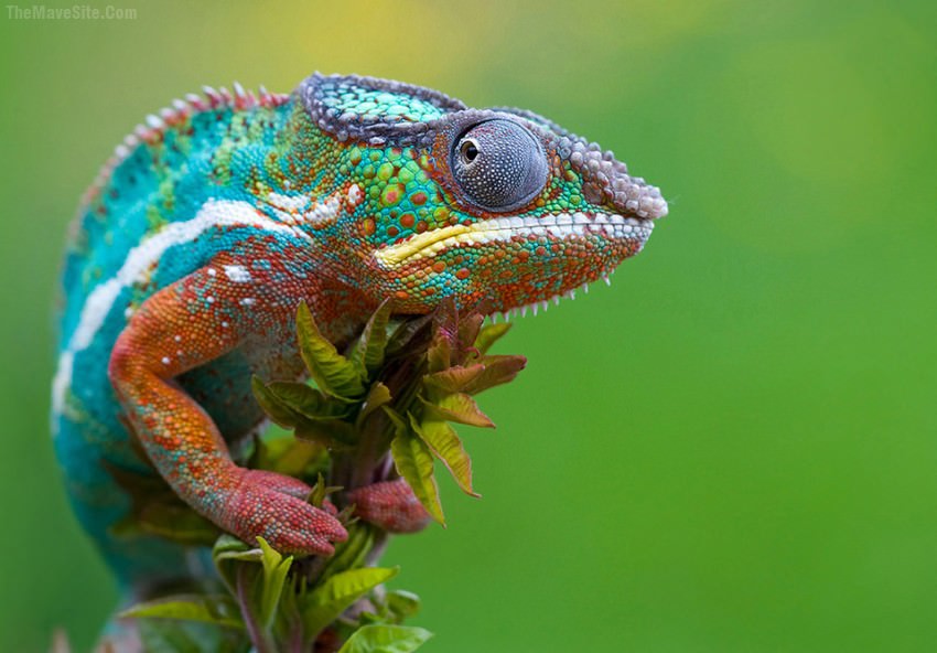 Chameleon.jpg