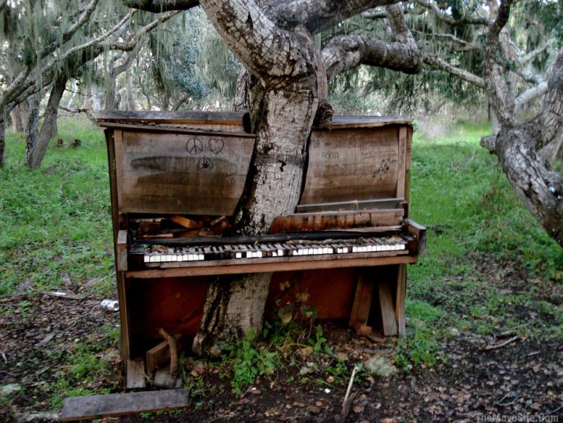 PianoTree.jpg