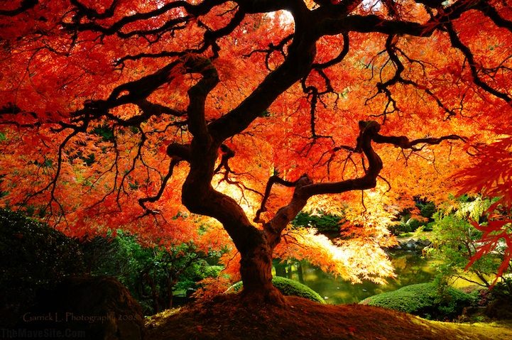 JapaneseMapleInAutumn.jpg
