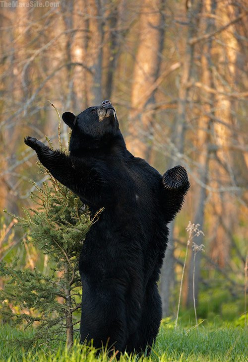 FabulousBear.jpg