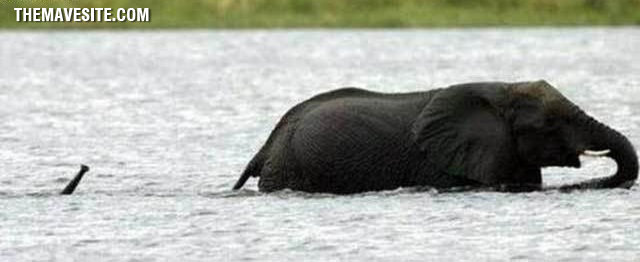 Snorklephant.jpg