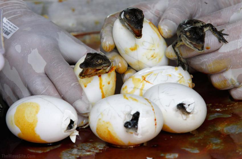 BabyGators.jpg