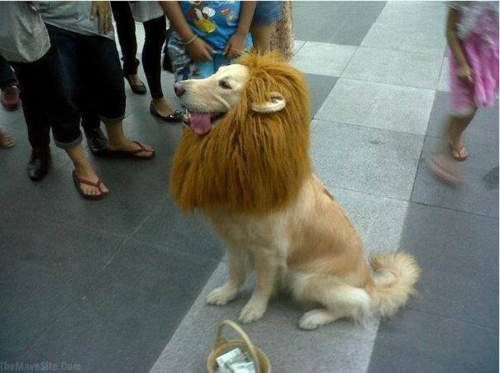 LionDog.jpg
