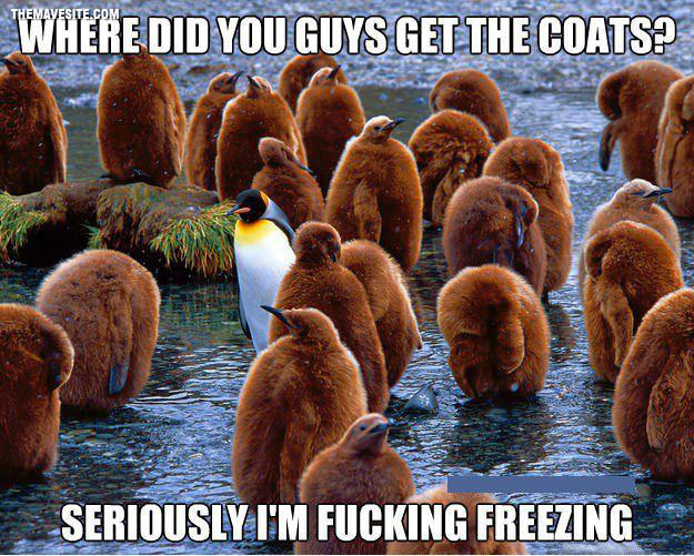 Penguins.jpg