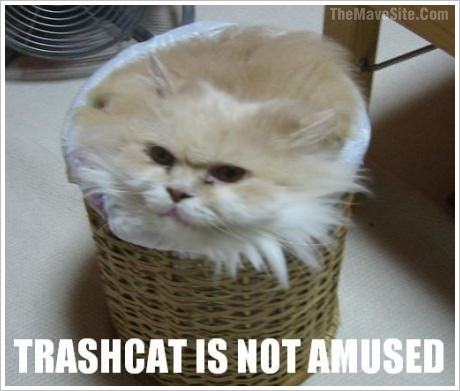 TrashcatIsNotAmused.jpg