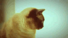 1 (11).gif