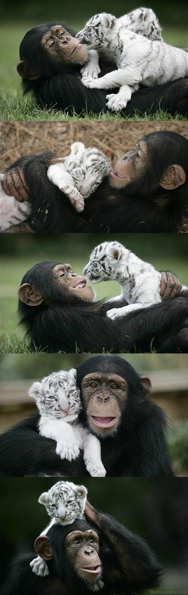 ChimpAndBabyTiger.jpg