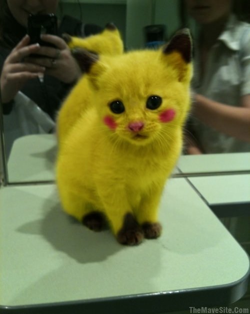 PikachuCat.jpg