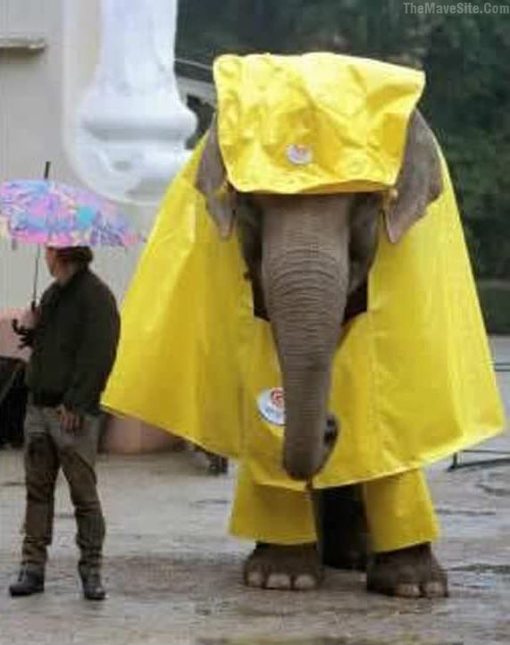 JustAnElephantInARaincoat.jpg