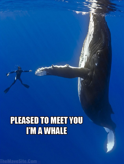PleasedToMeetYou.png