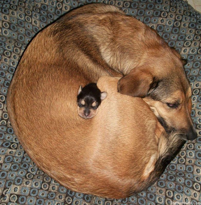 SmallDogBigDog.jpg