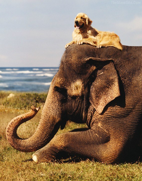JustADogChillingOnAnElephant.jpg