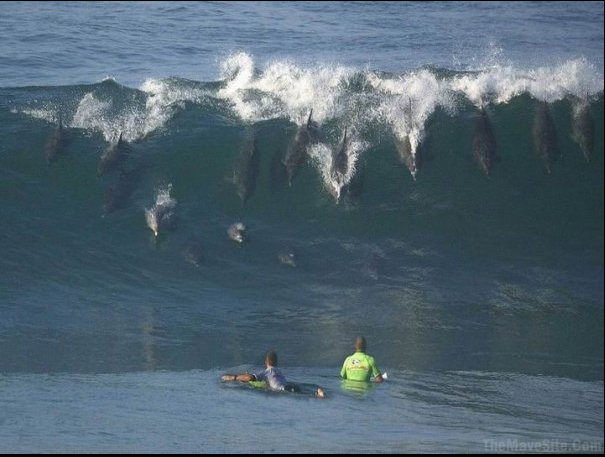 Dolphins.png
