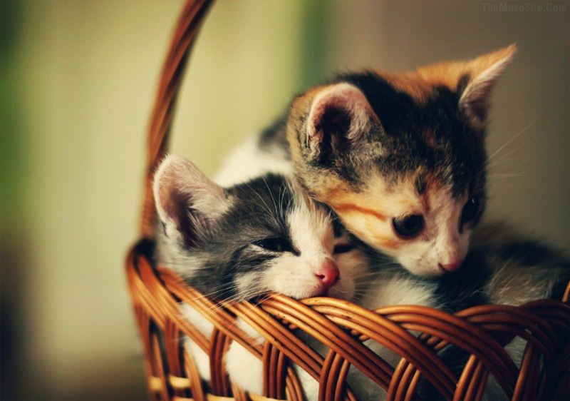 BasketFullOfCute.jpg