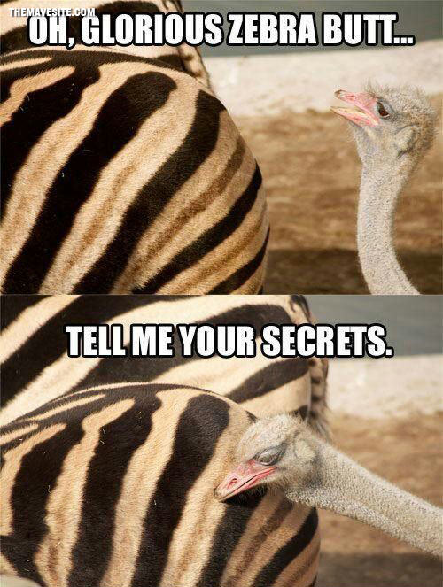 OhGloriousZebraButt.jpg
