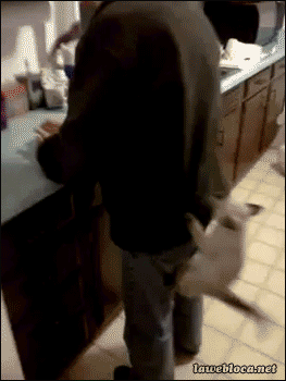 WvADW8h.gif