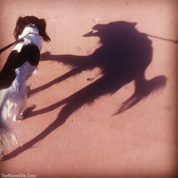 CreepiestDogShadowEver.jpg