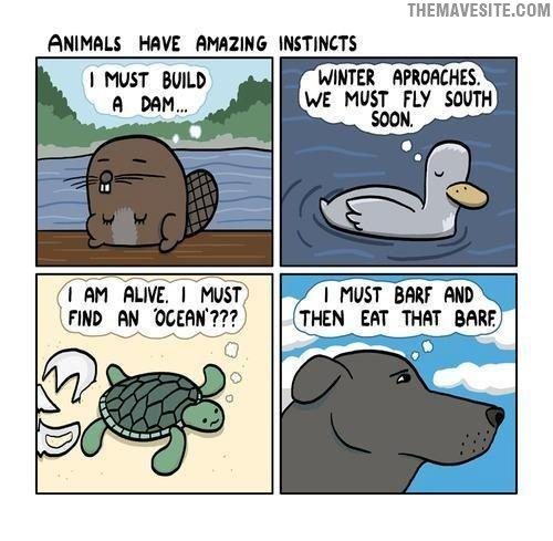 AnimalInstincts.jpg