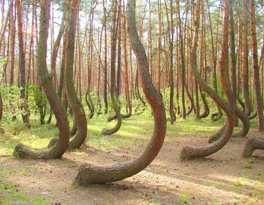 CrookedForest,Poland.jpg