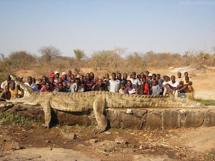 CROCODILE.jpg