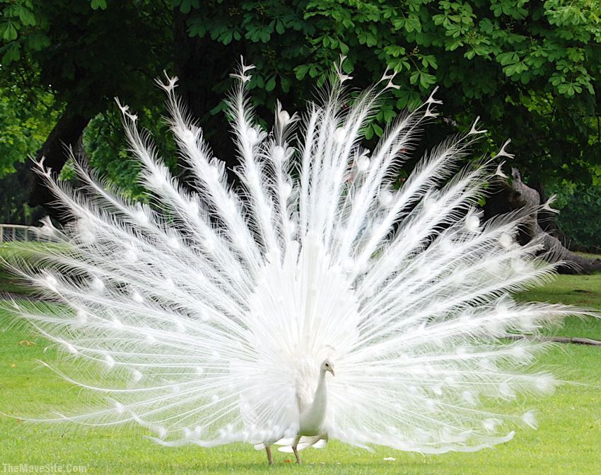 AlbinoPeacock.jpg