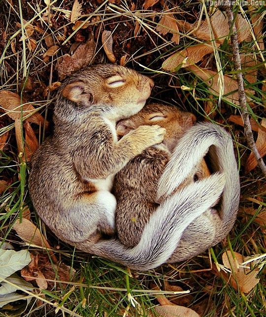 SpooningSquirrels.jpg