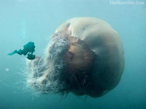 ThisIsALionsManeJellyfish....jpg