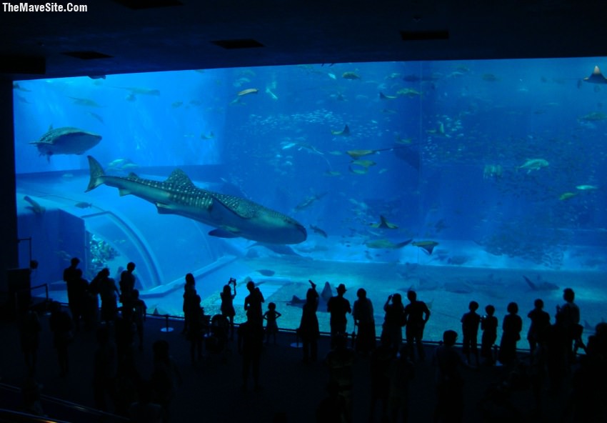 TheUltimateAquarium.jpg
