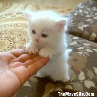 CutenessOverload.png
