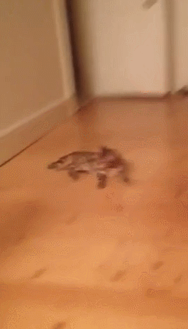 vqoFhJu.gif