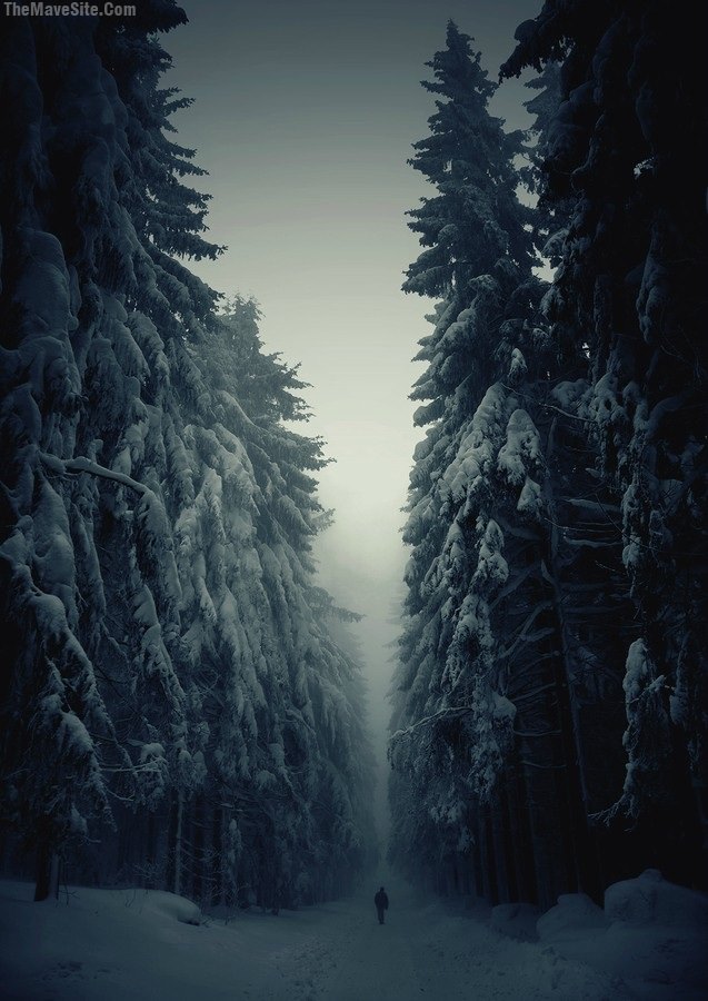 WhiteForest.jpg