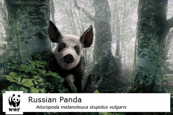 RussianPanda.jpg