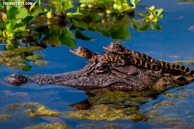 CrocoFamily.jpg