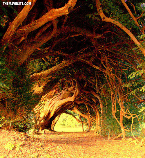 1000YearsOldYewTreesInWales.jpg