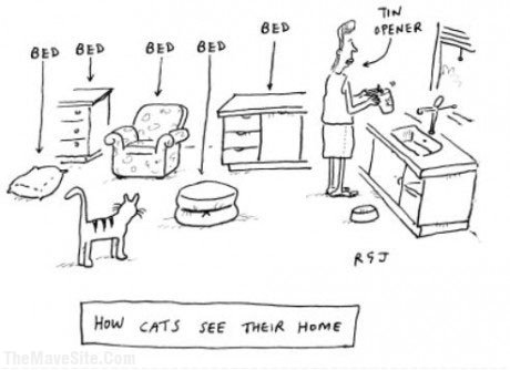 HowCatsSeeTheirHome.jpg