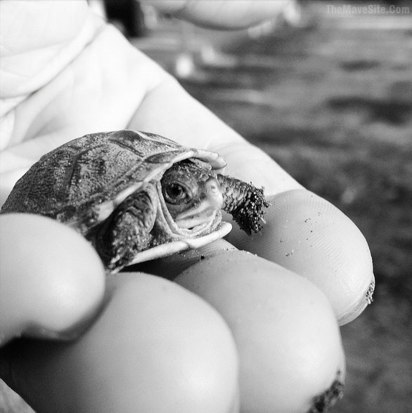 BabyTurtle.jpg