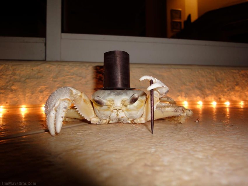 FancyCrab.jpg