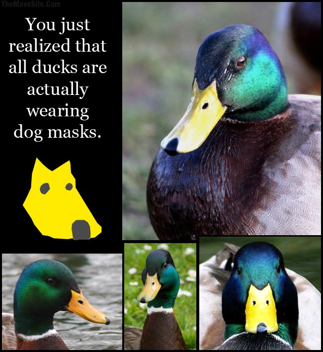 DogMasks.jpg