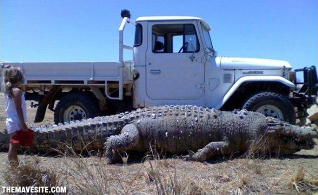 AustralianSaltwaterCroc.jpg