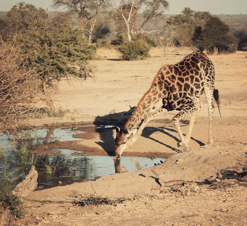 2zY7CGD.gif