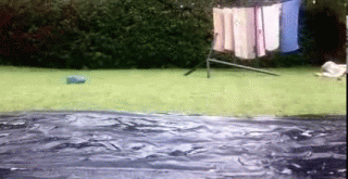1 (4).gif
