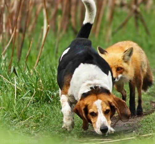 WorldsBestHuntingDog.jpg