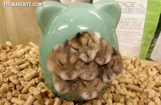 HamsterBall.jpg