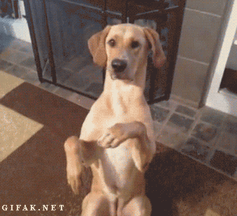 LBgTz8V.gif