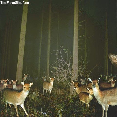 DeerCam.jpg