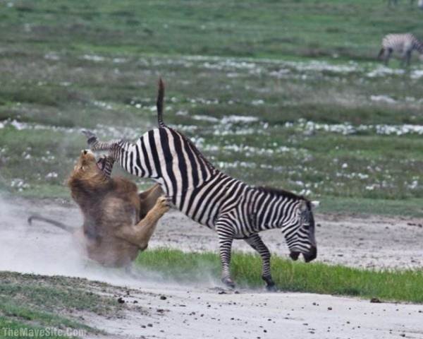 ZebraPower.jpg