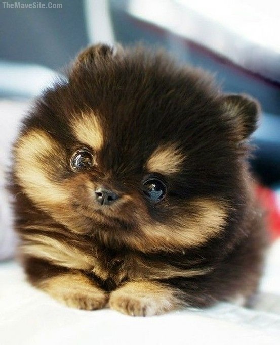 CutenessOverload2.jpg