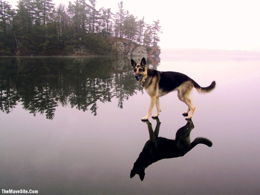 DogLevelJesus.jpg